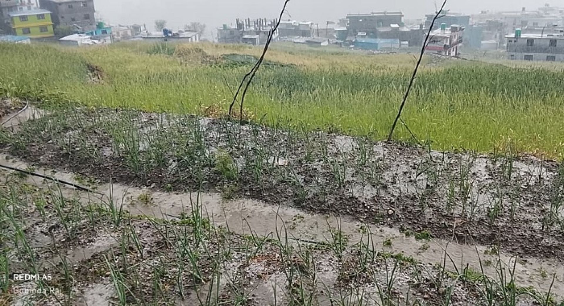 बाजुरामा भारी बर्षा र असिनापानी